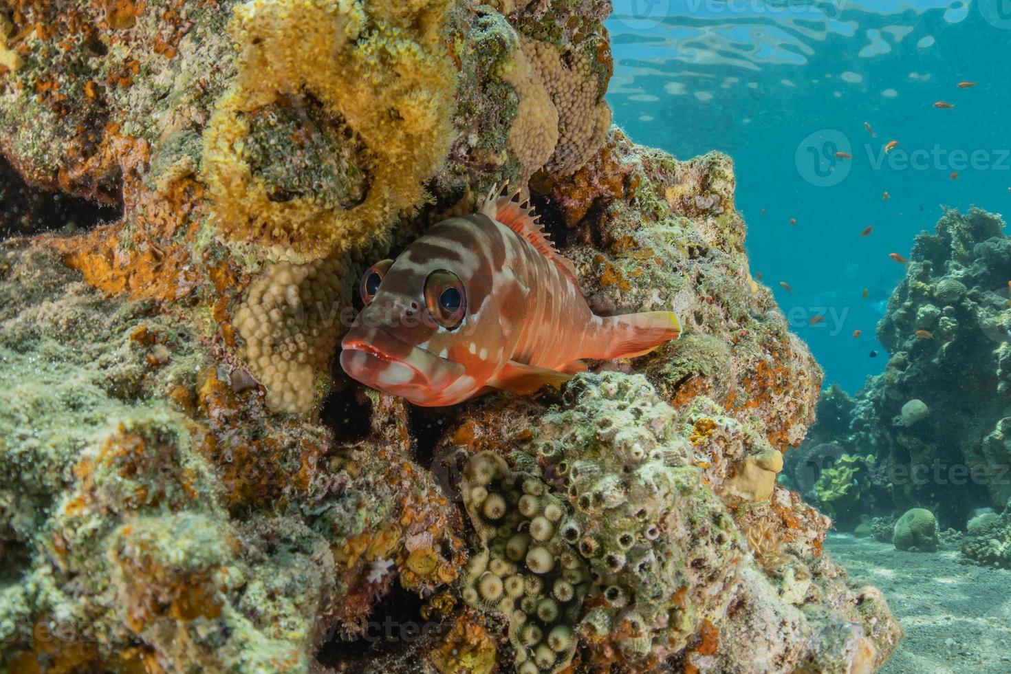 peixes nadam no mar vermelho, peixes coloridos, eilat israel foto