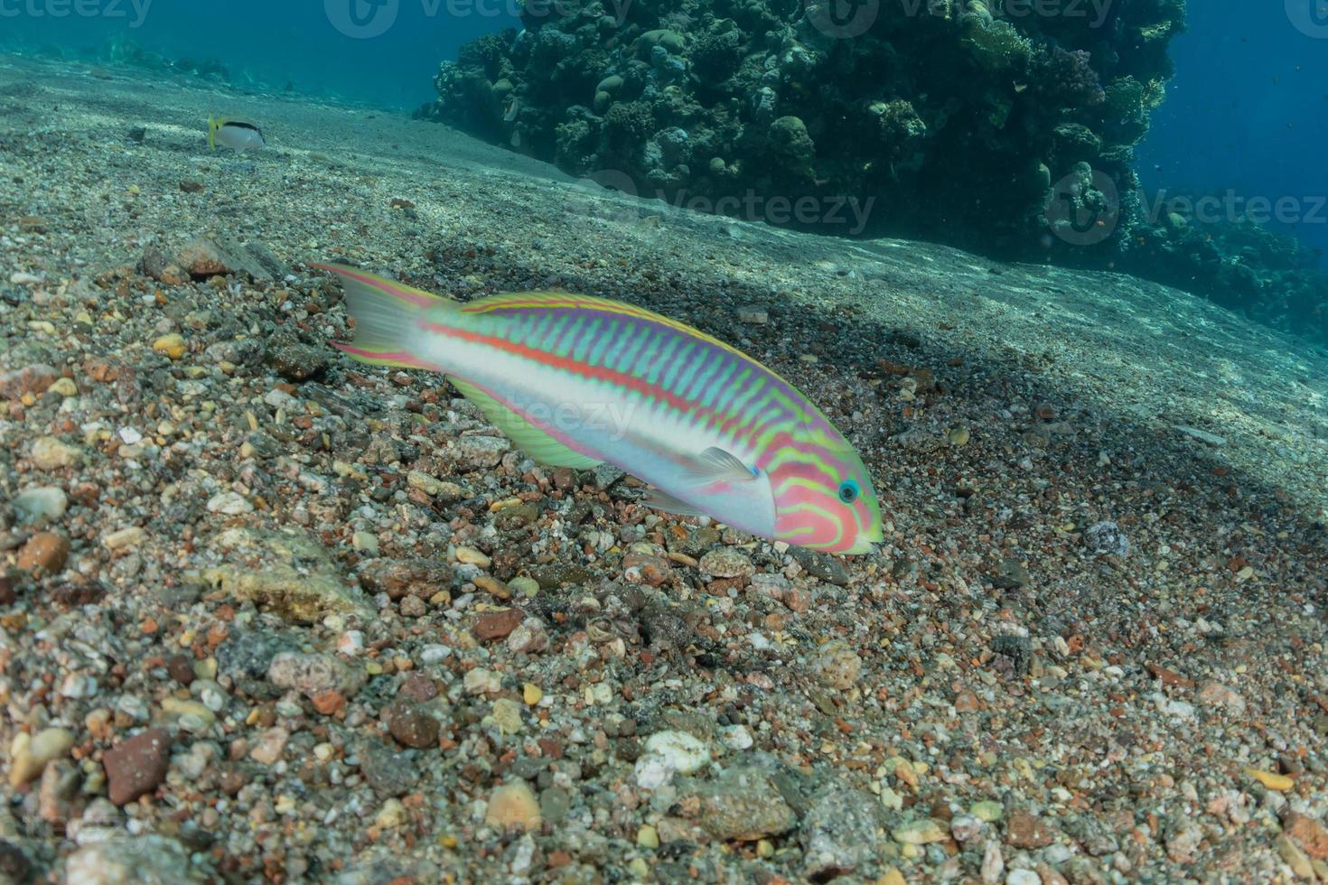 peixes nadam no mar vermelho, peixes coloridos, eilat israel foto