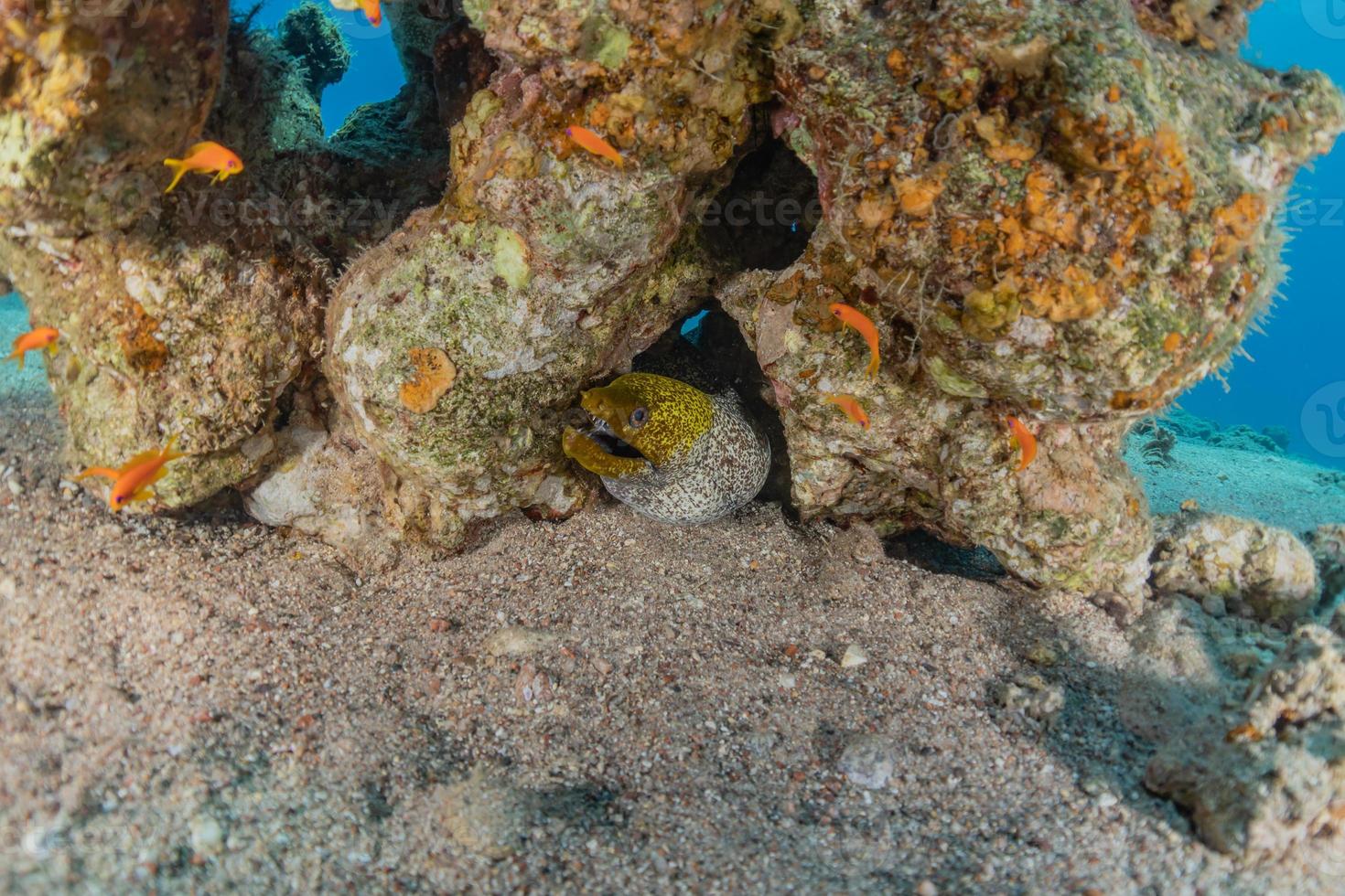 moreia mooray lycodontis undulatus no mar vermelho, eilat israel foto