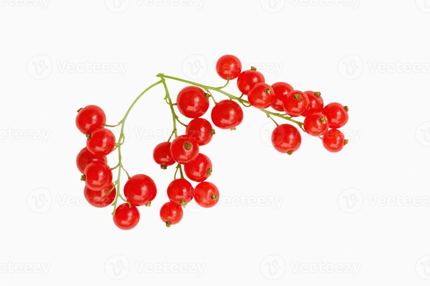 frutos de groselha vermelha isolados no fundo branco foto