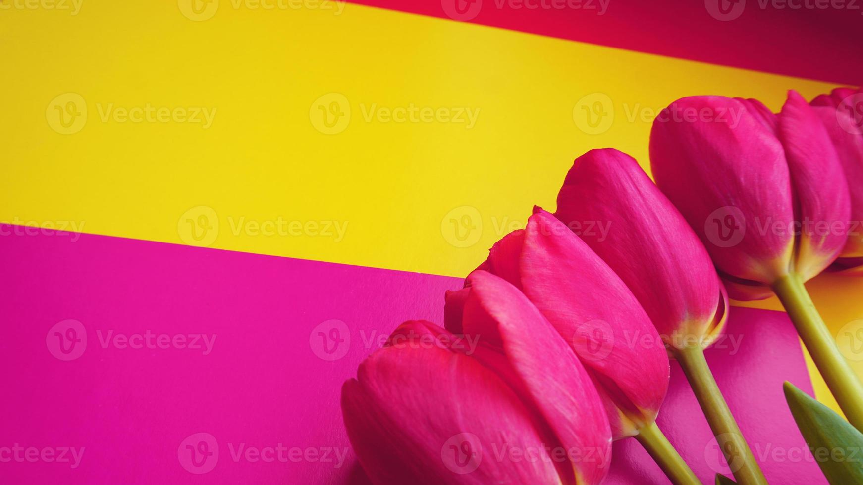 tulipas coloridas rosa sobre um fundo colorido com espaço de cópia foto