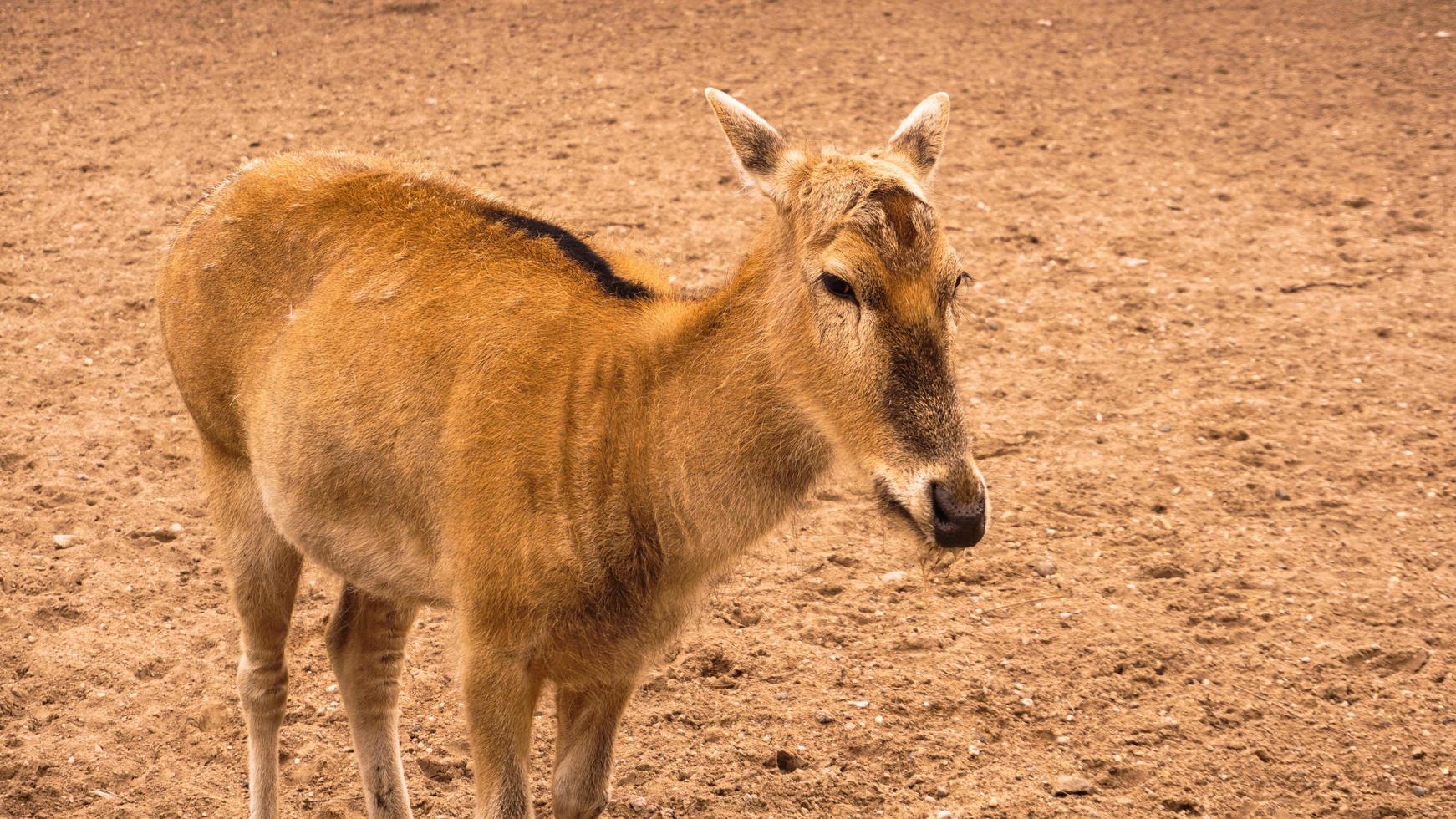 uma veado fêmea no zoológico. cervo em um fundo de areia foto