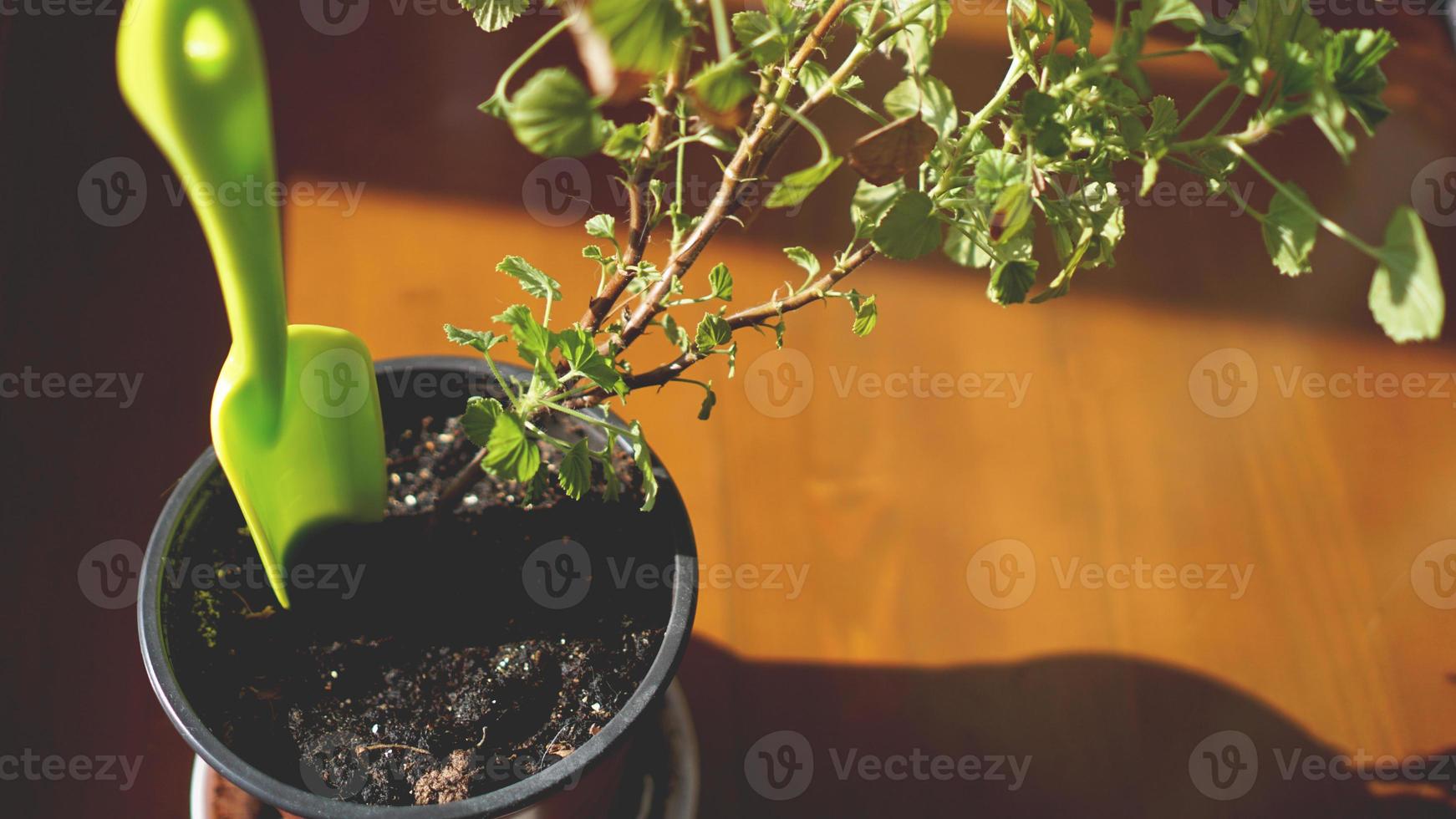 plantação de jardim de flores. vasos de plantas no parapeito da janela foto