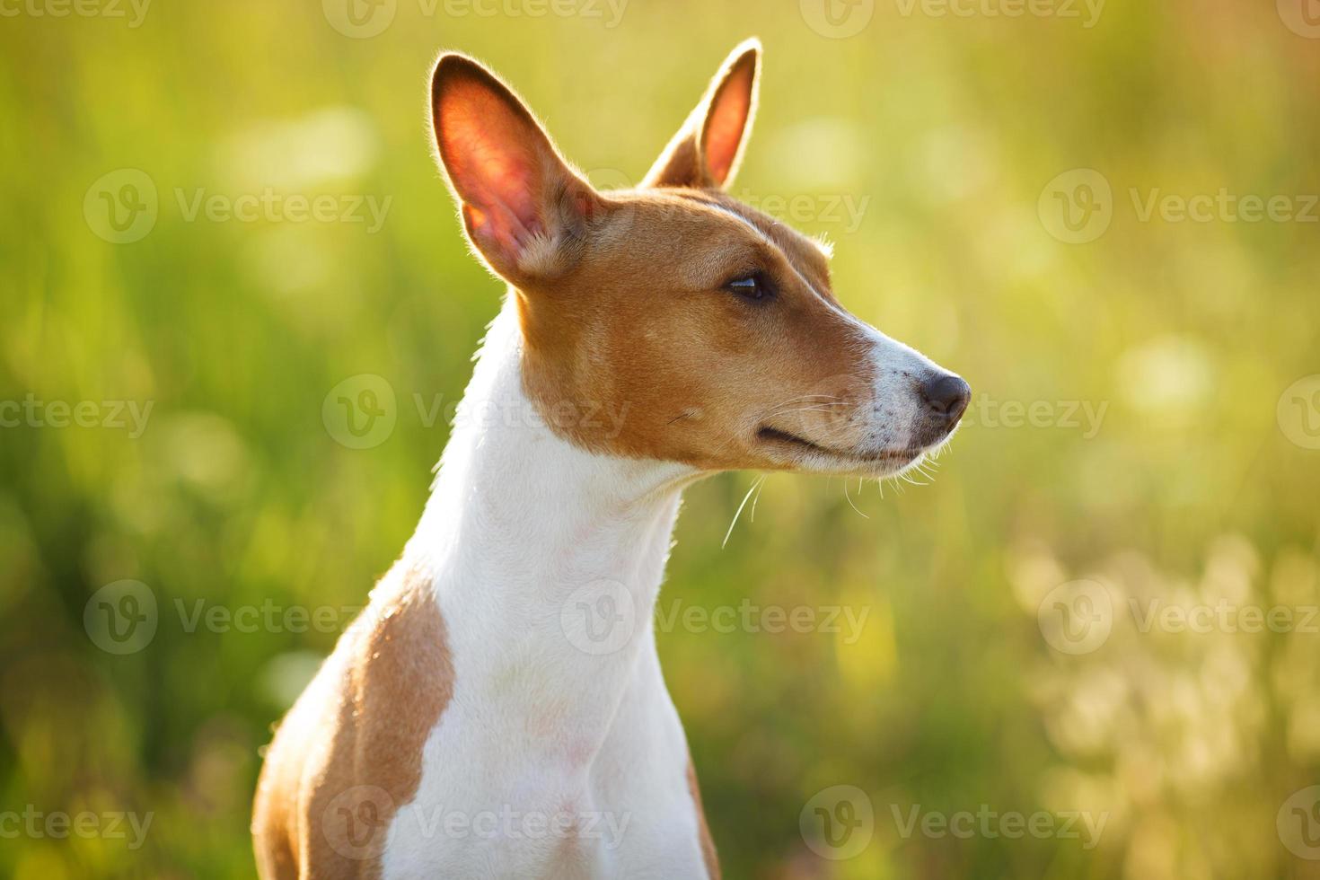 cachorro de orelha castanha olhando para algum lugar foto