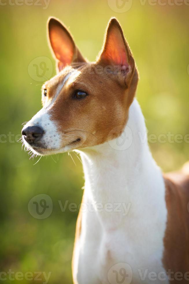 pequeno cão de caça basenji foto