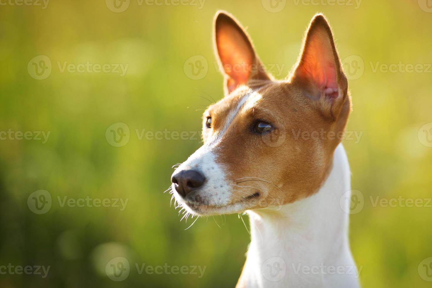 cachorro com orelhas castanhas parece em algum lugar foto
