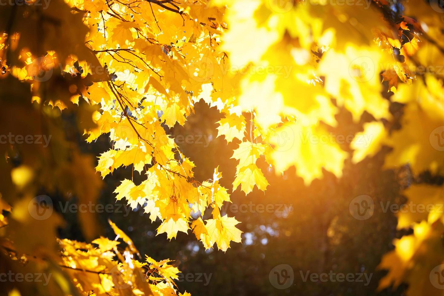 folhas amarelas de um bordo em uma árvore foto