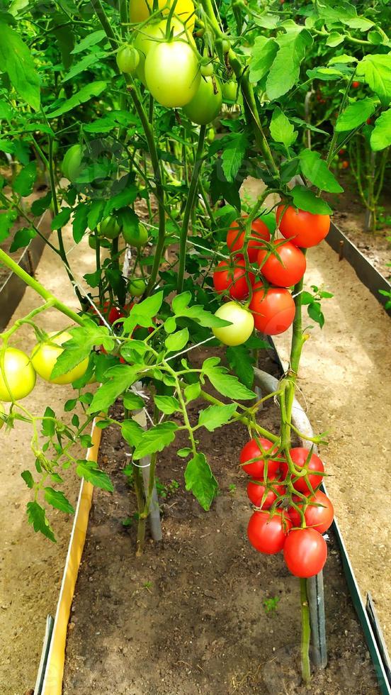 cachos de tomates em uma estufa. tomates vermelhos maduros estão pendurados foto