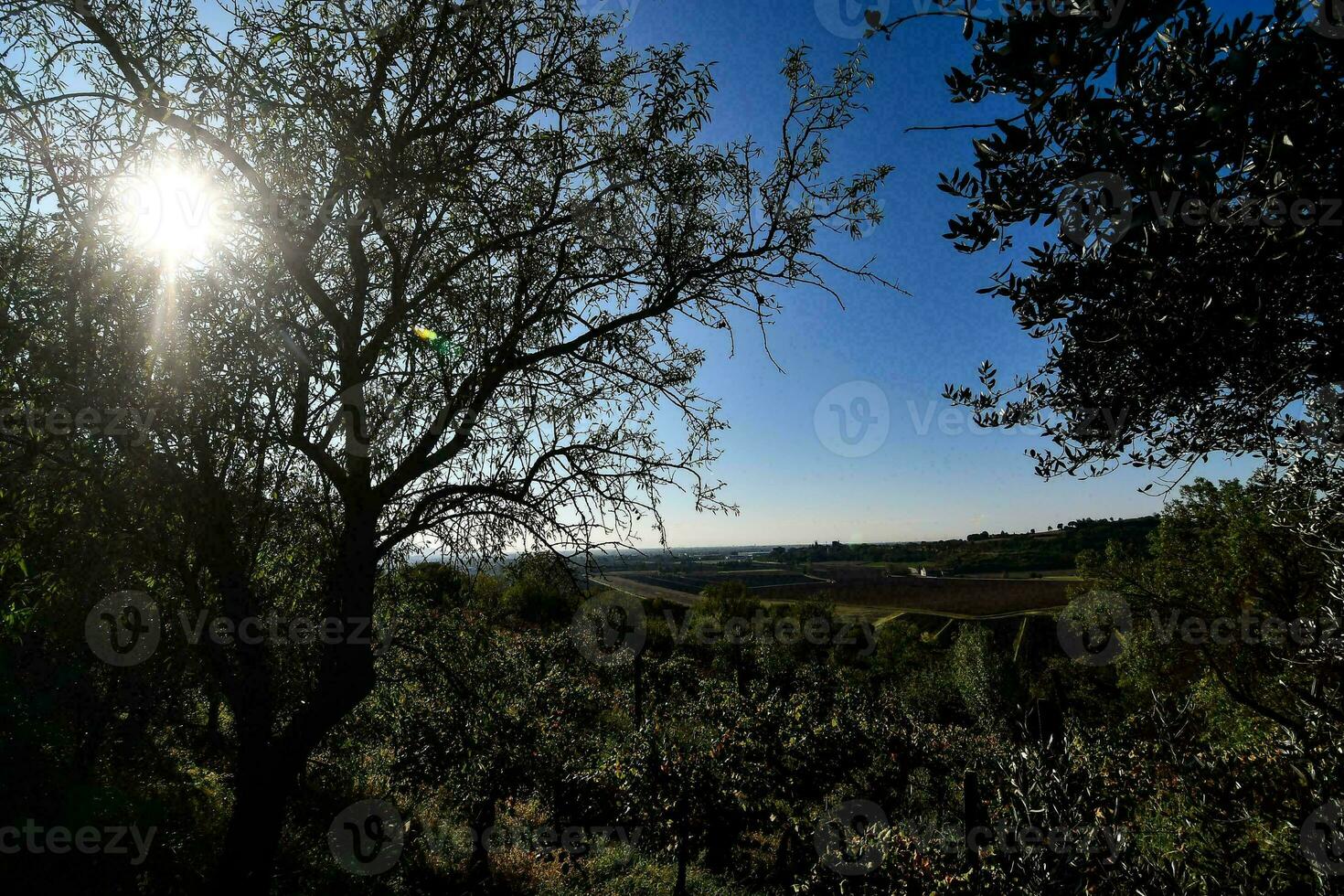 fundo com árvores foto