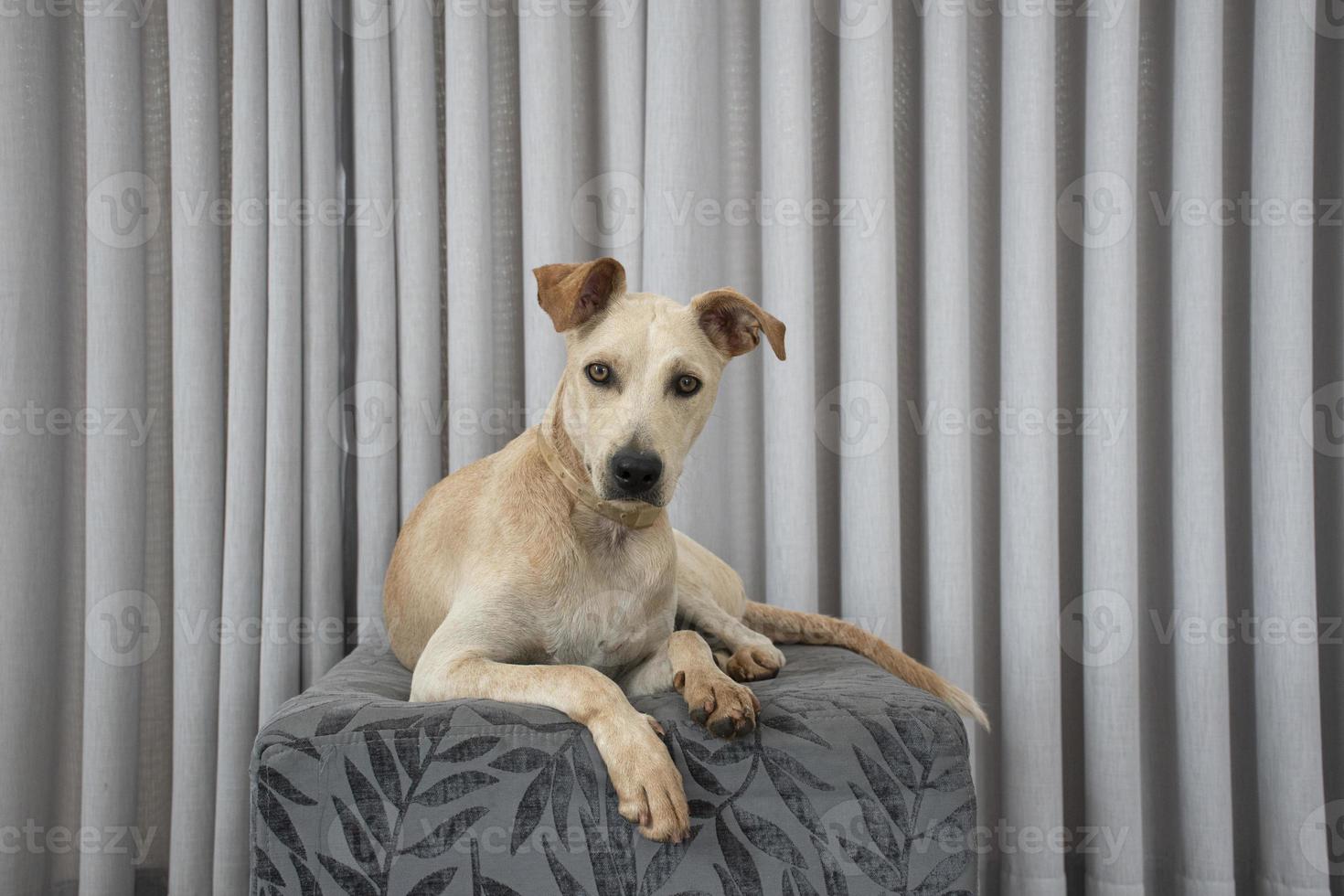 cachorro de pêlo claro deitado em um sopro na sala de estar foto