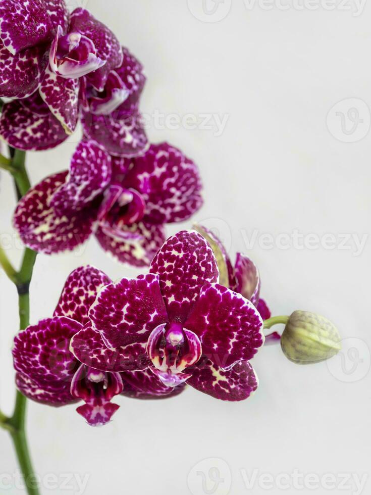 marrom visto orquídea phalaenopsis gato selvagem, uma ramo do uma florescendo orquídea em uma branco fundo. tropical flor, ramo do orquídea fechar acima. roxa orquídea fundo. feriado, mulheres dia, flor cartão foto