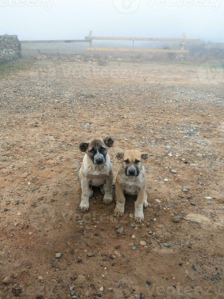 irmão e irmã dois cachorro cachorros Veja melancolicamente às a Câmera dentro a manhã dentro uma nebuloso rancho. dois engraçado caucasiano pastor filhotes em uma manhã mistério quintal. vertical visualizar. foto