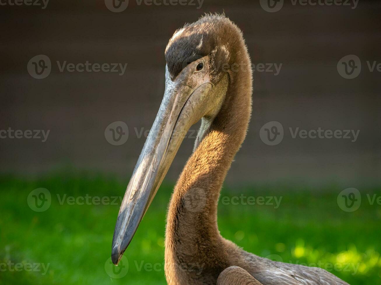 fechar acima do uma pelicano em repouso perto uma lago. ótimo branco pelicano é uma pássaro dentro a pelicano família. selvagem natureza animal. foto