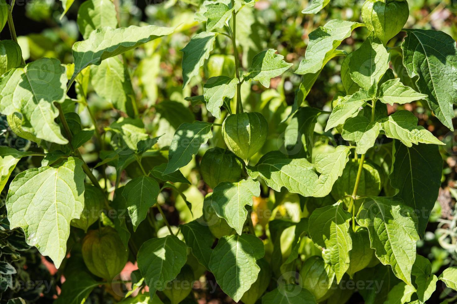 a laranja physalis peruviana foto