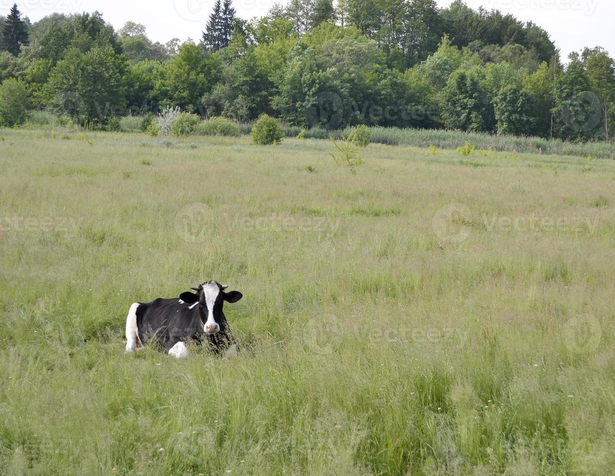 bela vaca leiteira pastando em prado verde foto