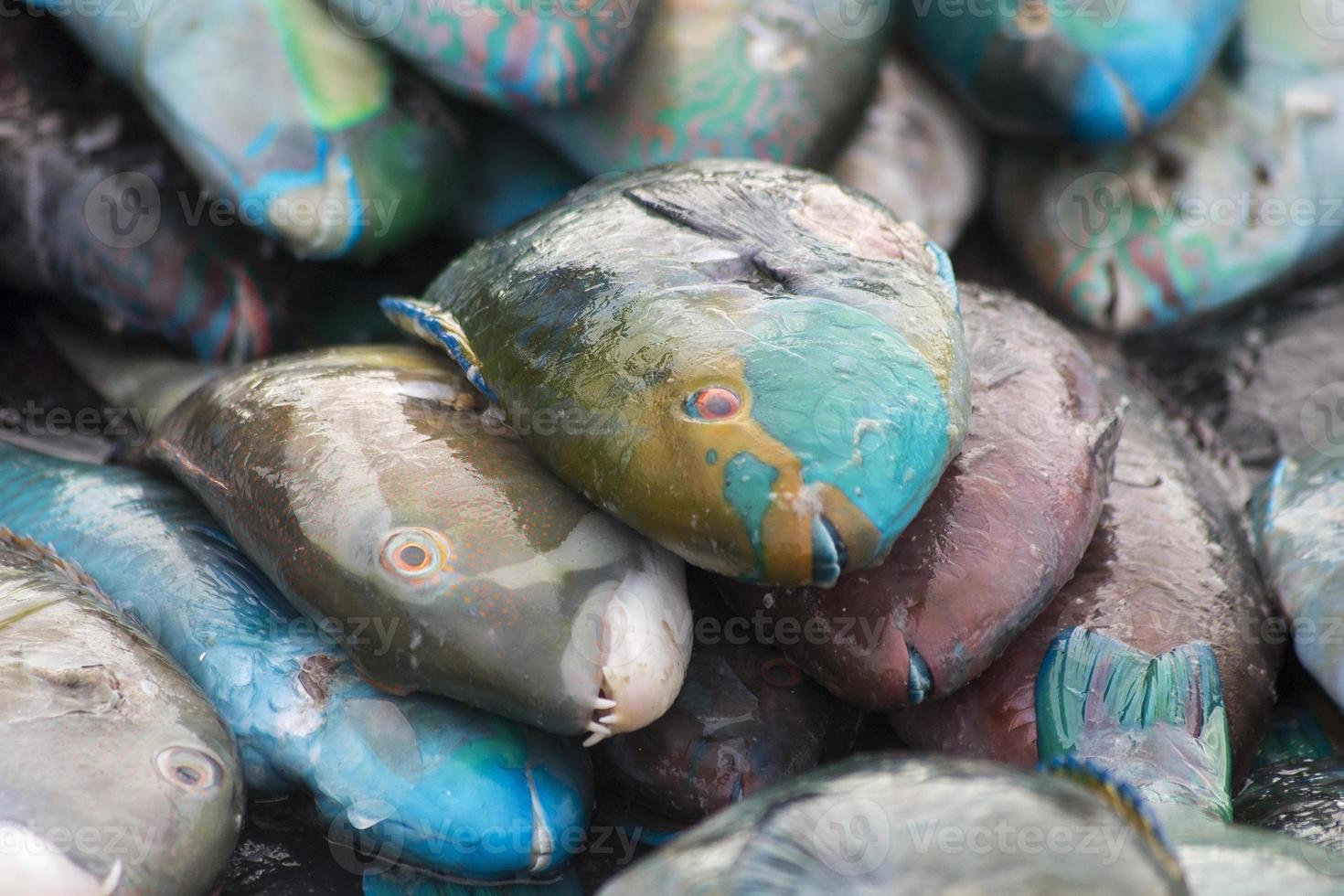 os frutos do mar crus variados foto