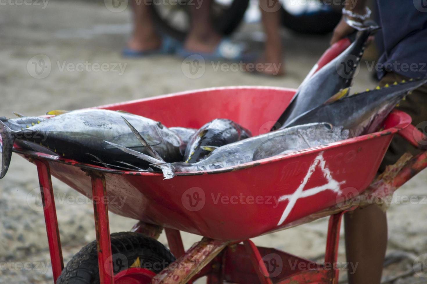 os frutos do mar crus variados foto