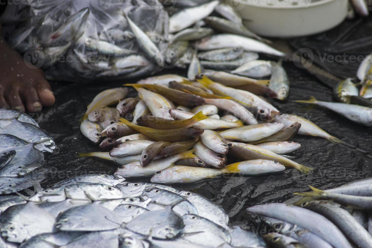 os frutos do mar crus variados foto