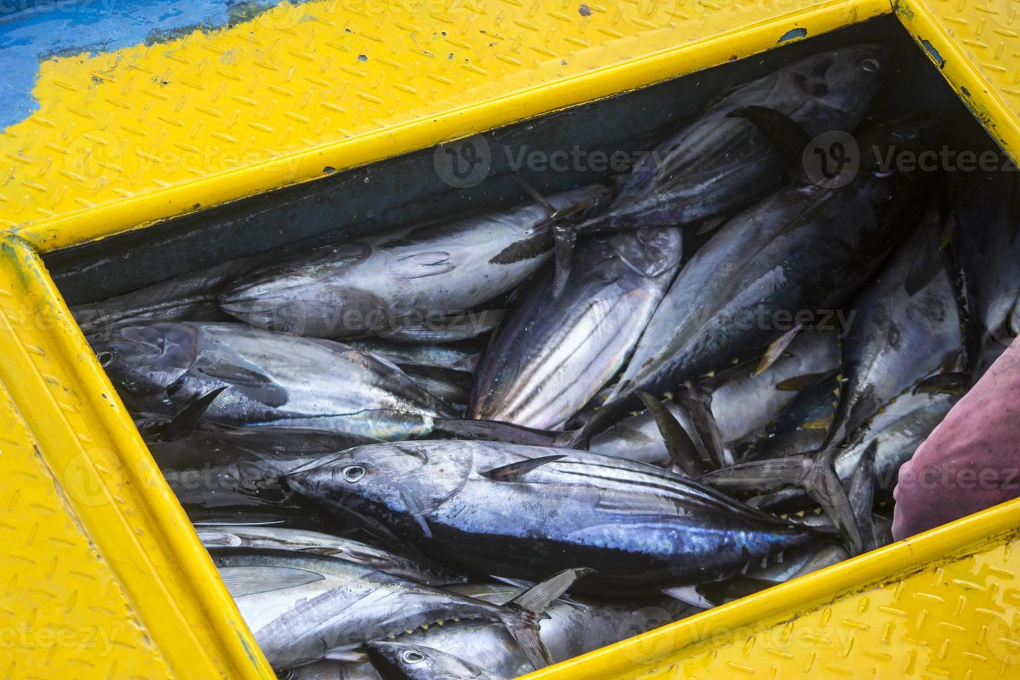 os frutos do mar crus variados foto