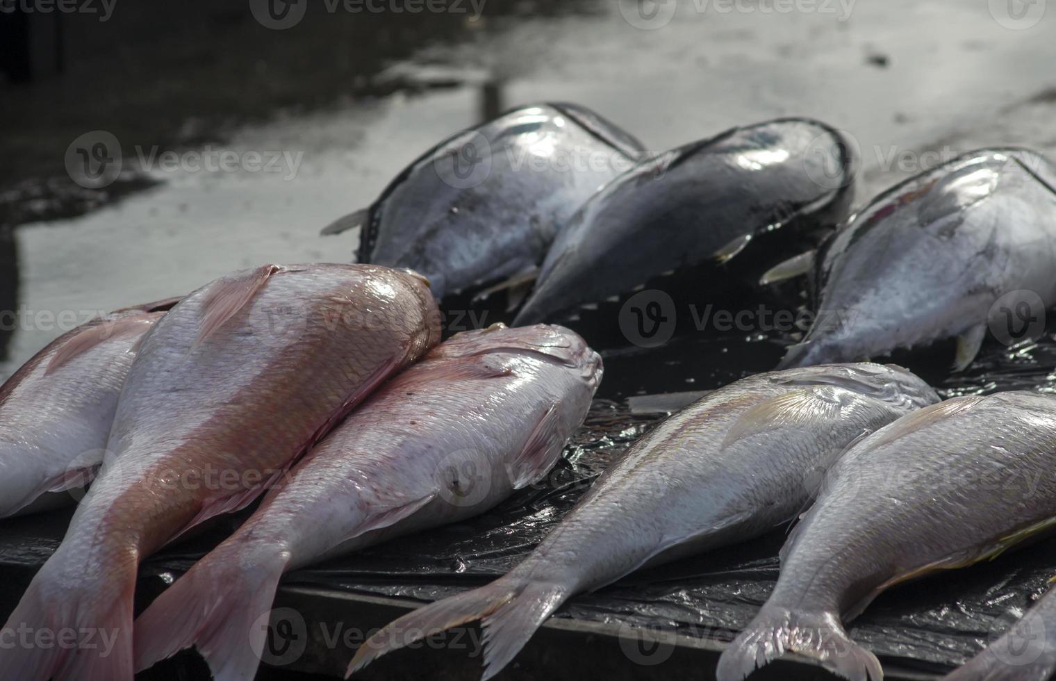 os frutos do mar crus variados foto