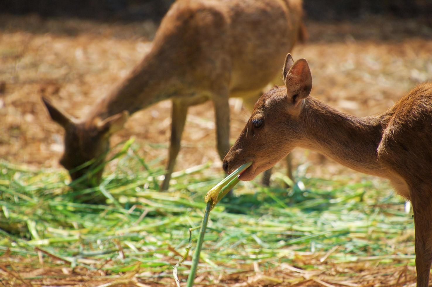 dois cervos asiáticos médios estão comendo no campo foto