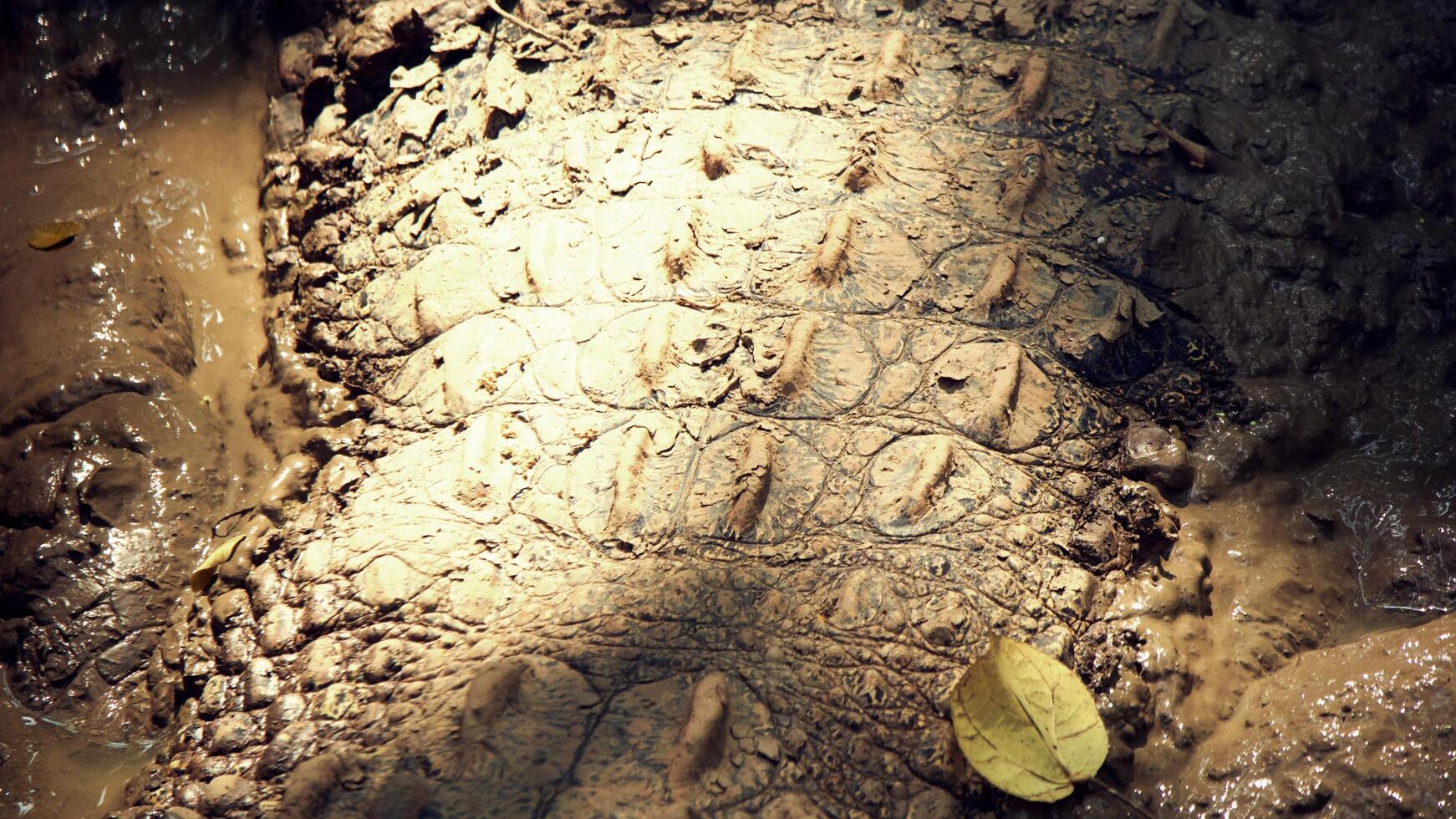 crocodilo do pântano coberto de lama seca foto