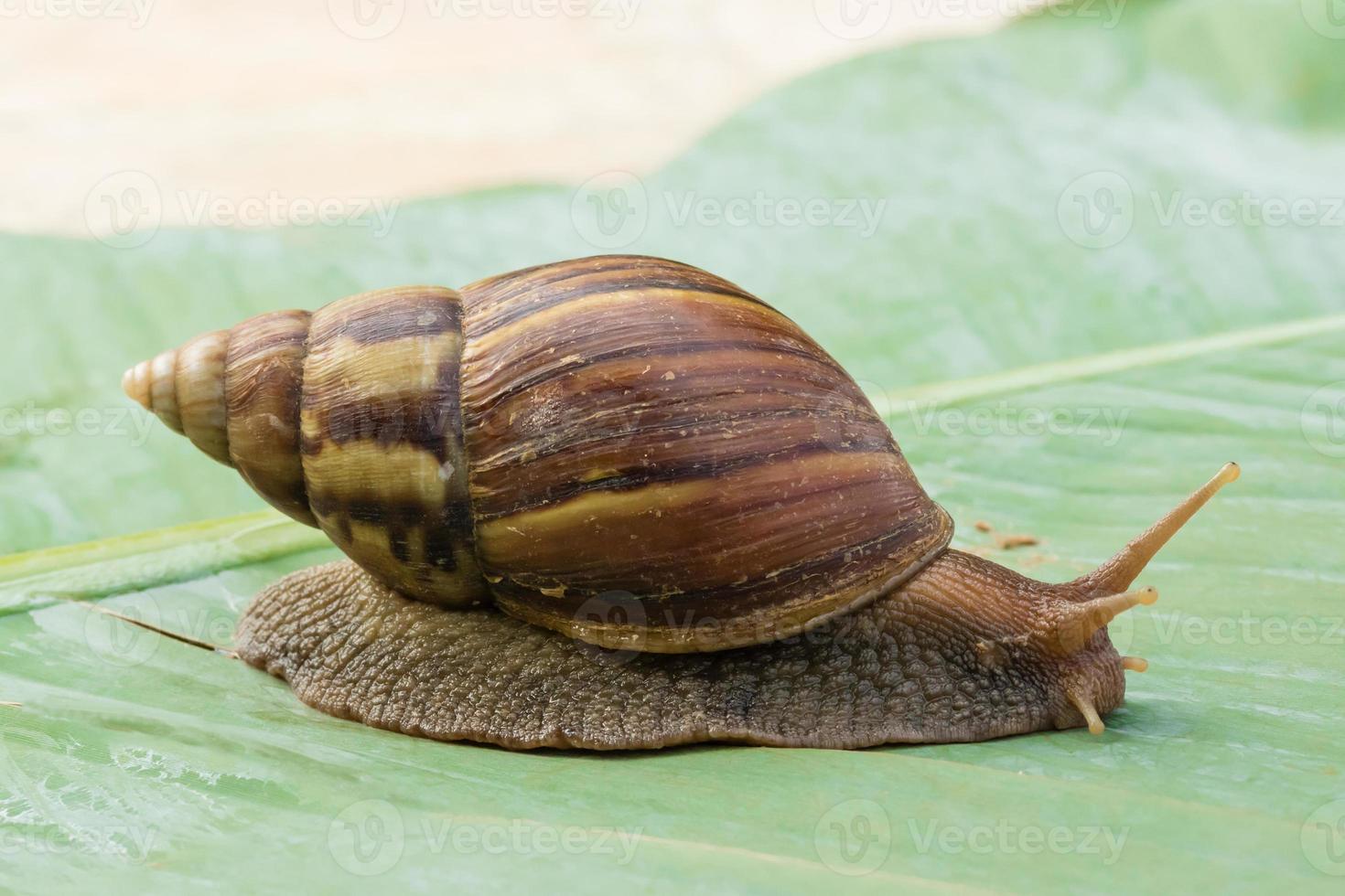 caracol rastejando em folhas verdes de bananeira foto