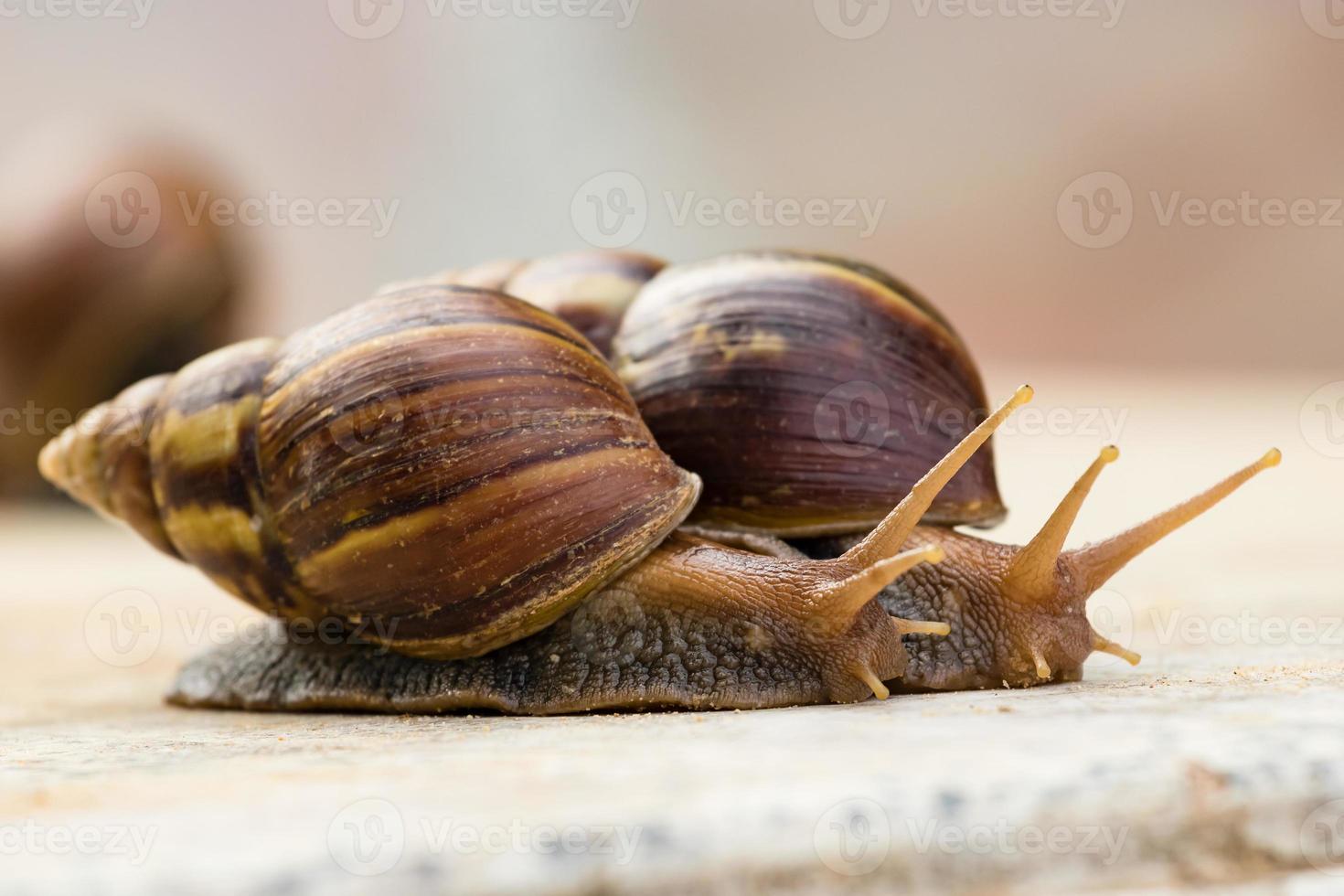 dois caracol rastejando na mesa de mármore foto