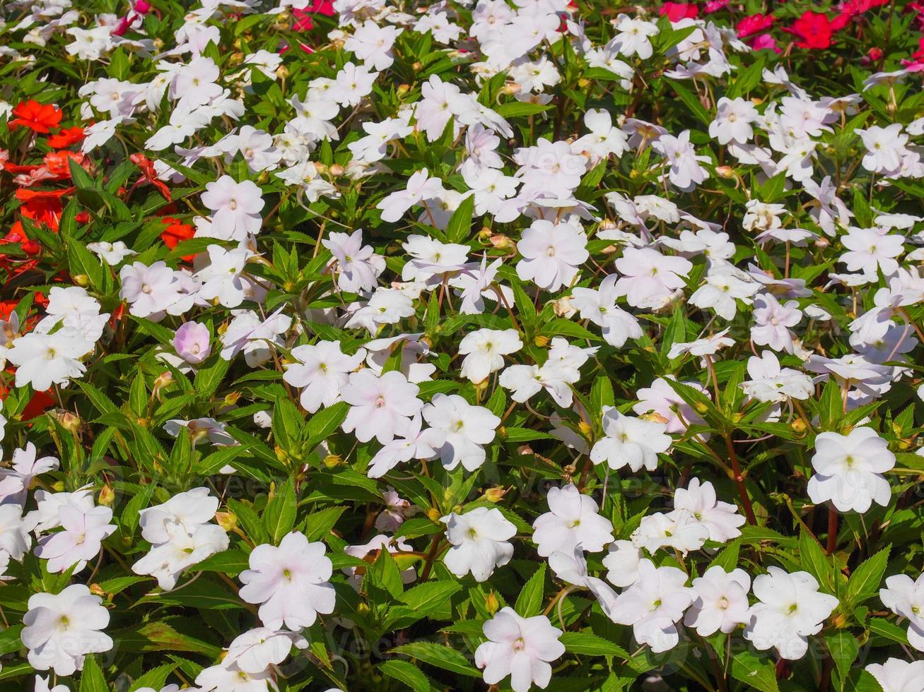 impatiens nova flor-da-índia foto