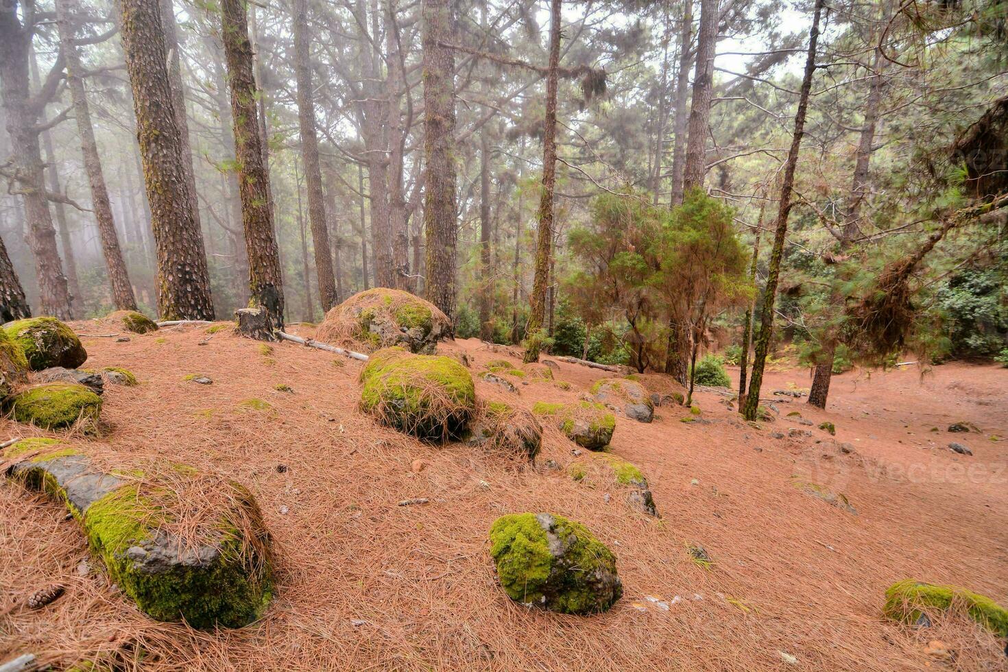 uma floresta com musgoso pedras e árvores foto