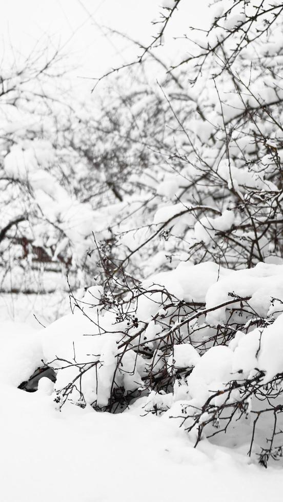 galhos de uma jovem macieira sob a neve em uma manhã ensolarada e gelada foto