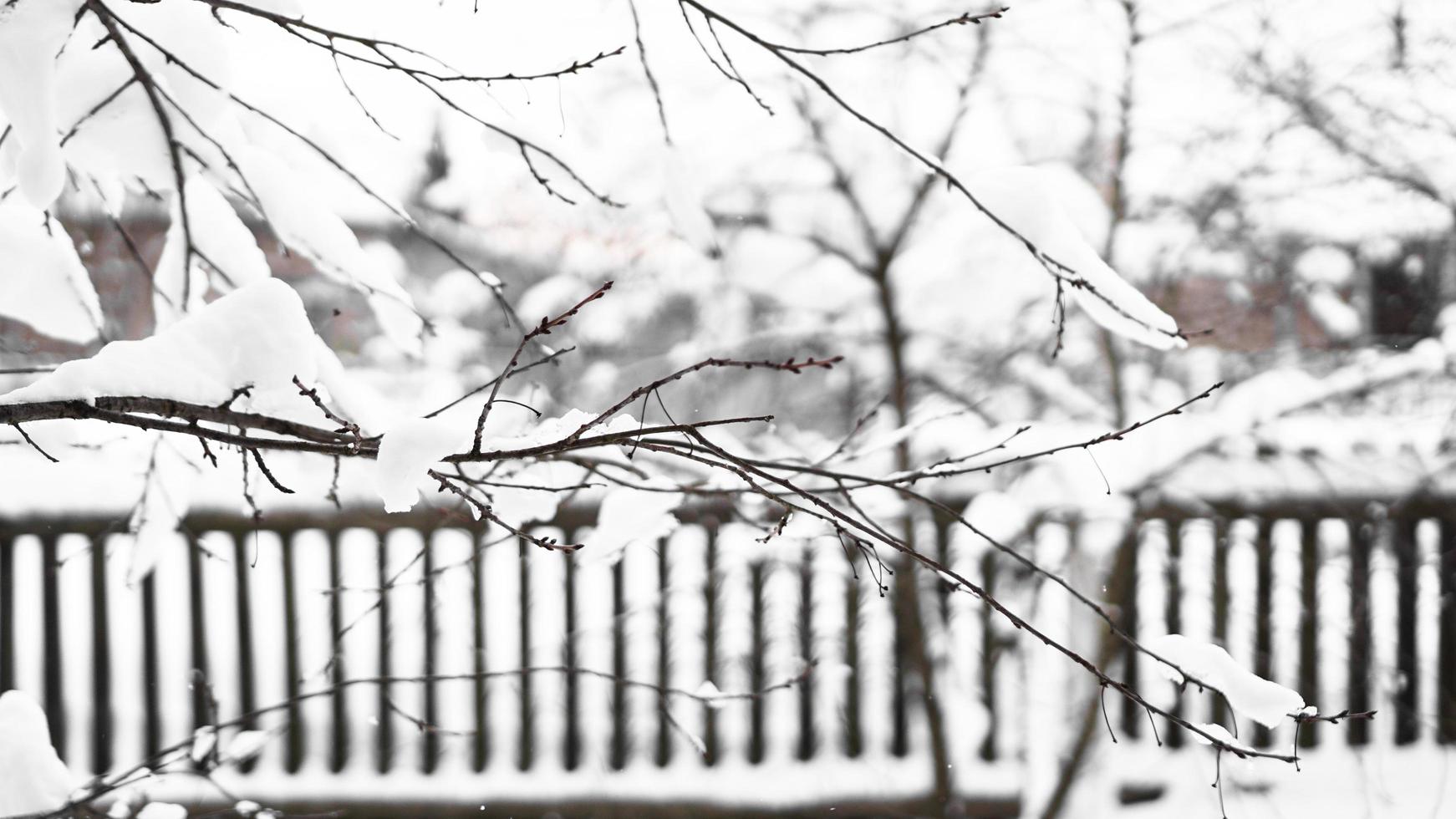 galhos de uma jovem macieira sob a neve em uma manhã ensolarada e gelada foto