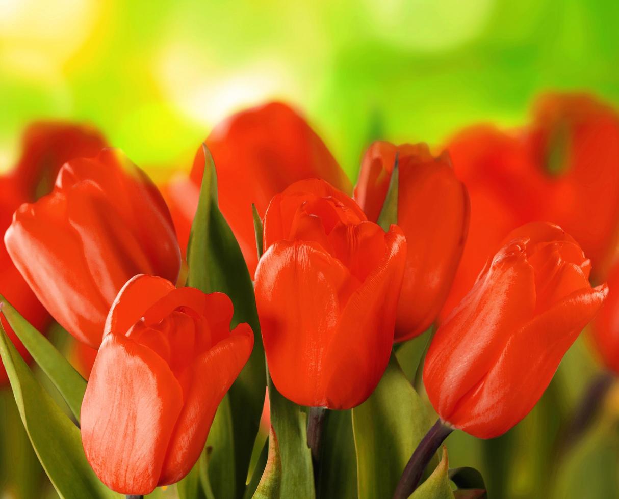 lindas tulipas em um fundo verde bokeh foto