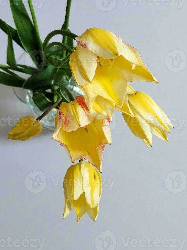 amarelo tulipas e vaso. amarelo tulipas com vidro vaso foto