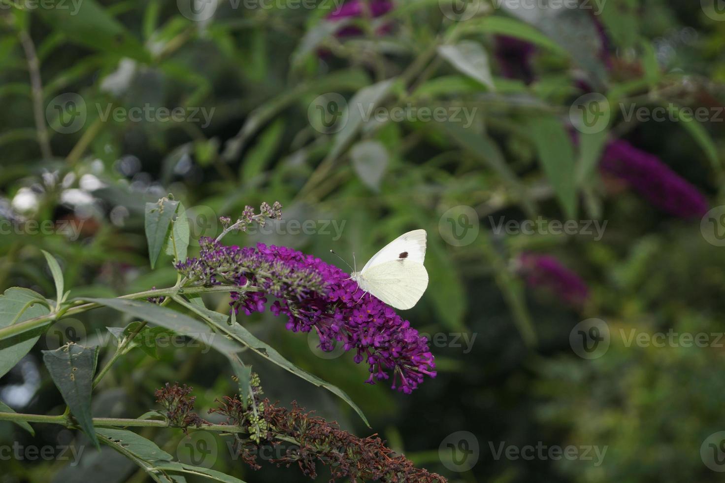 borboleta branca pieris brassicae foto