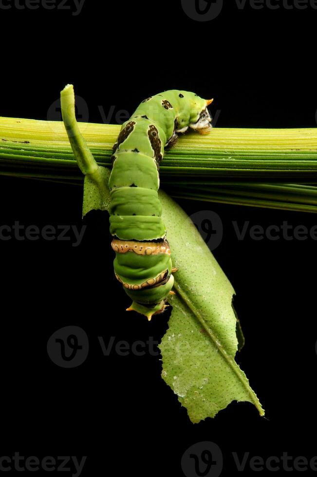 lagarta chamado uler Keket em a ramo comer folha do a papilio machaon em Preto fundo foto