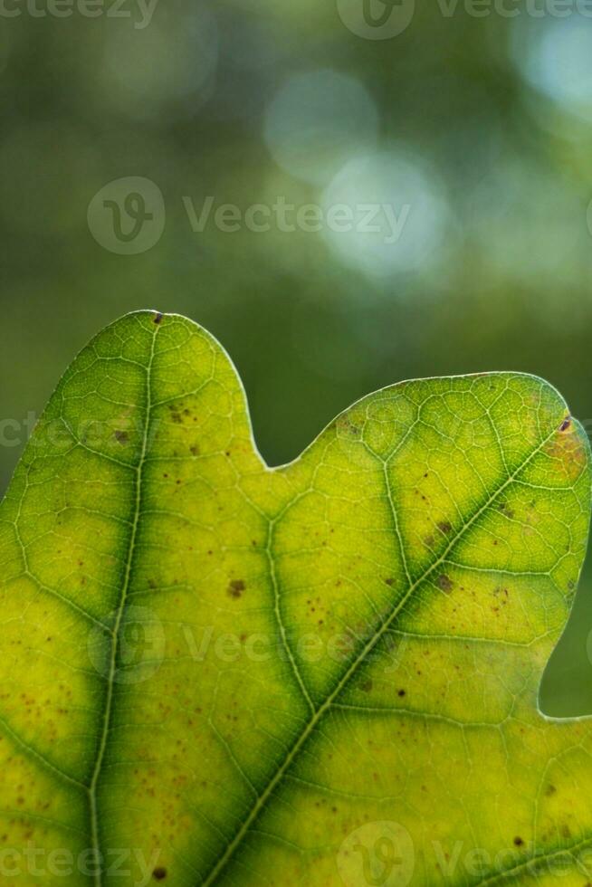 carvalho árvore folhas e bolota dentro a fundo. foto