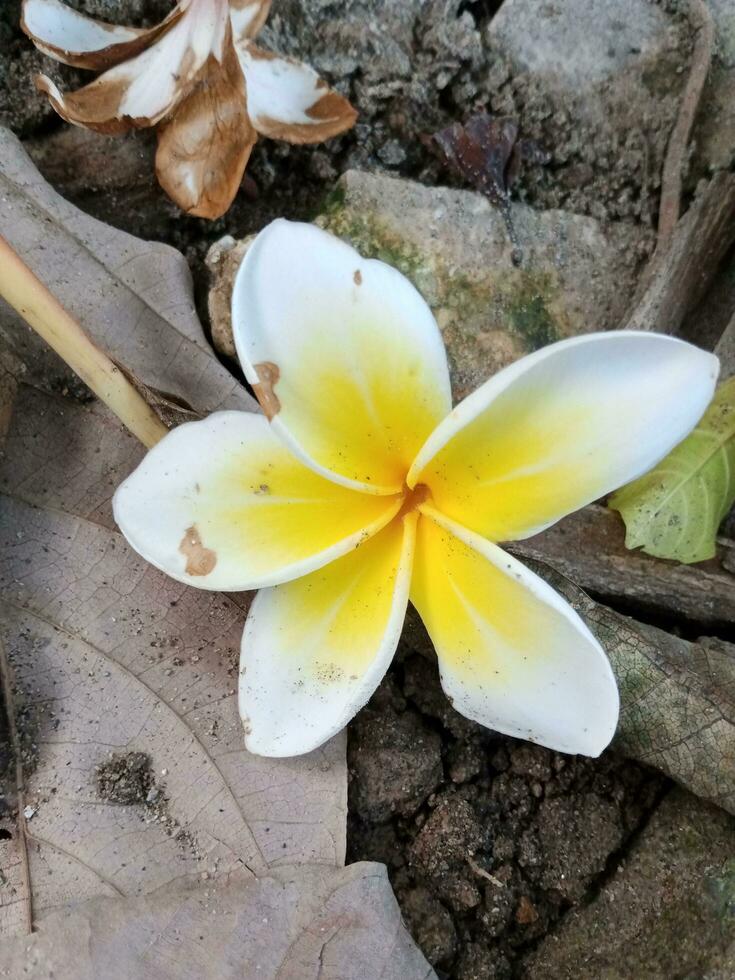 plumeria alba flores mentira em a terra com muito lindo amarelo e branco cores foto