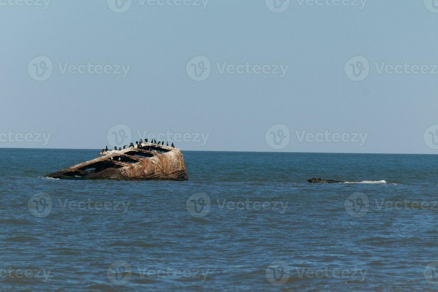 lindo concreto navio dentro a oceano com tão muitos pássaros marinhos em topo. isto afundado navio é uma marca comercial do pôr do sol de praia dentro capa pode Novo jérsei. crista dupla cormorões estão em repouso em isto. foto