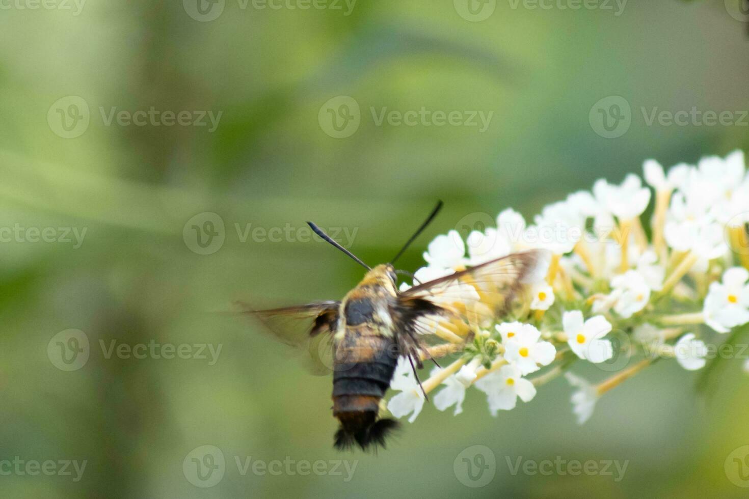 lindo pequeno beija Flor Clearwing traça visitando a borboleta arbusto para alguns néctar. olhando gostar uma lagostim com asas isto minúsculo inseto é uma ótimo polinizador Como ele peneirar através a flor. foto