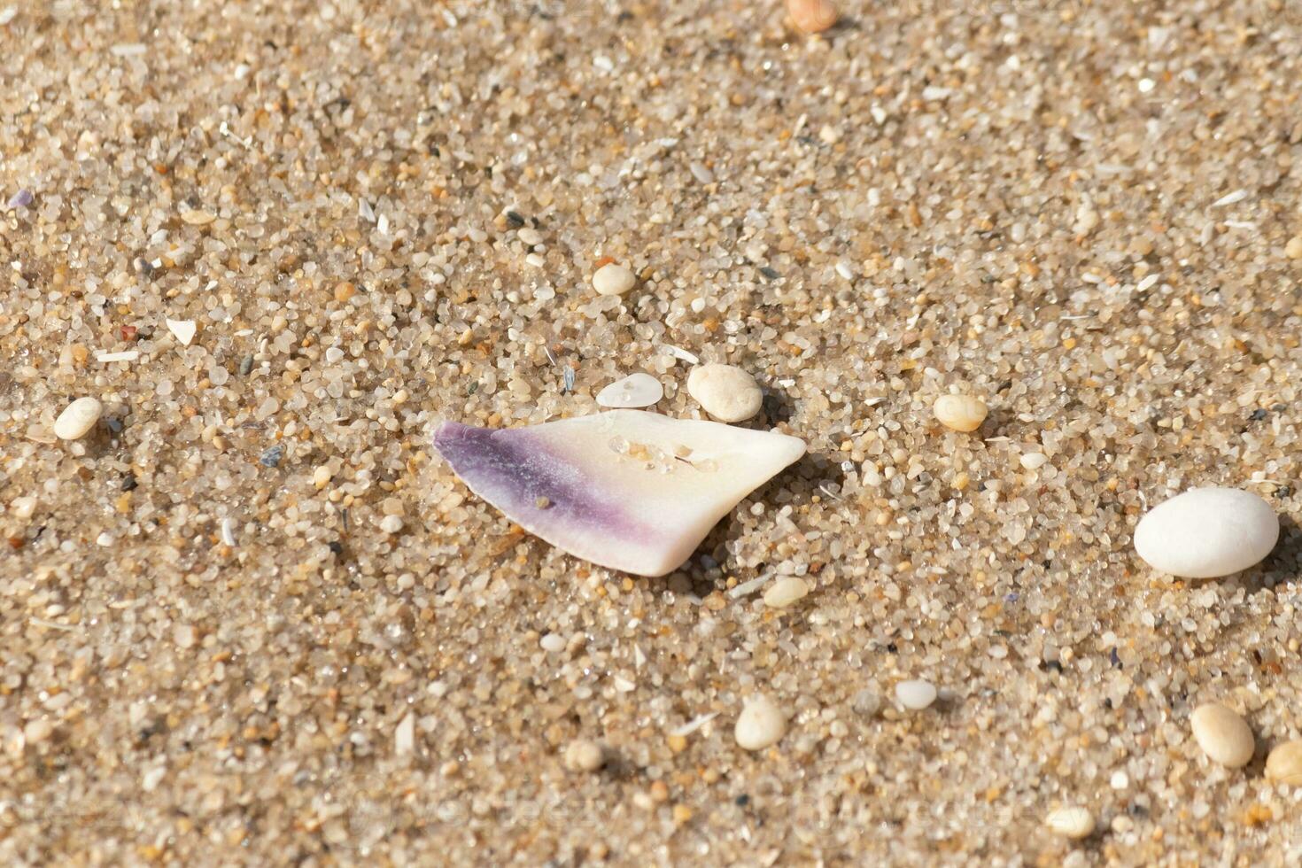 Eu amor a Veja do isto lindo Concha em a de praia. a roxa matiz somente ficou Fora para meu. a minúsculo pedrinhas e polido pedras deitar todos por aí isto. foto