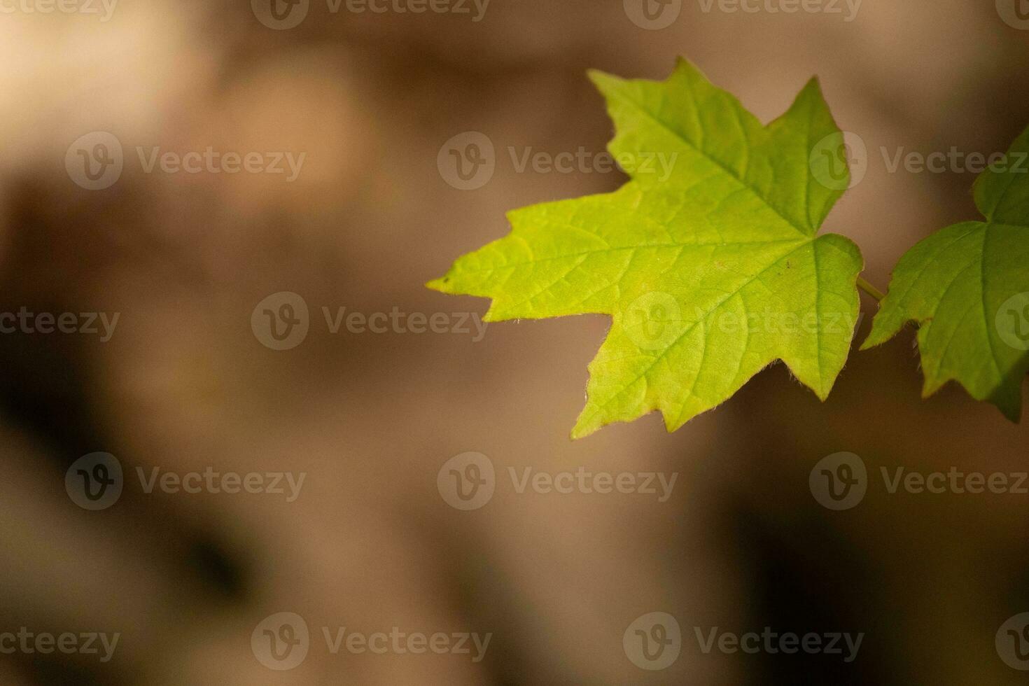 isto açúcar bordo folha estava entrega dentro a floresta. a luz solar refletindo fora quase faz isto Veja gostar isto é brilhante. a vincos dentro a folha estão na realidade veias. foto