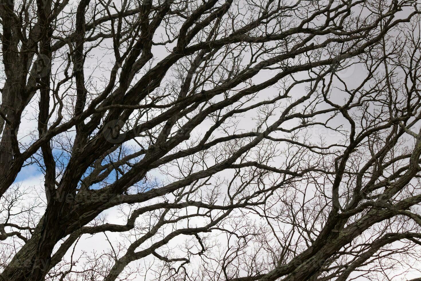 nu galhos do uma árvore alcançando fora. a grandes membros estão sem folhas vencimento para a outono temporada. olhando gostar tentáculos ou uma esquelético estrutura. a azul céu pode estar visto dentro a costas com branco nuvens. foto