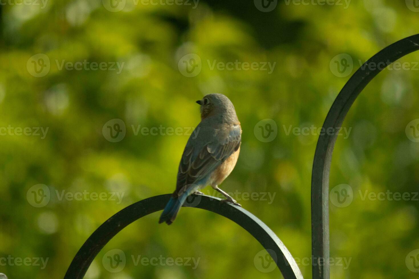 isto lindo pássaro azul Sentou empoleirado em a Preto metal Cajado para a pastores gancho. dele bonita azul penas em a costas com a laranja oxidado cor em dele barriga. foto