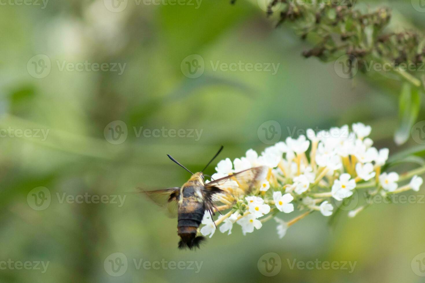 lindo pequeno beija Flor Clearwing traça visitando a borboleta arbusto para alguns néctar. olhando gostar uma lagostim com asas isto minúsculo inseto é uma ótimo polinizador Como ele peneirar através a flor. foto