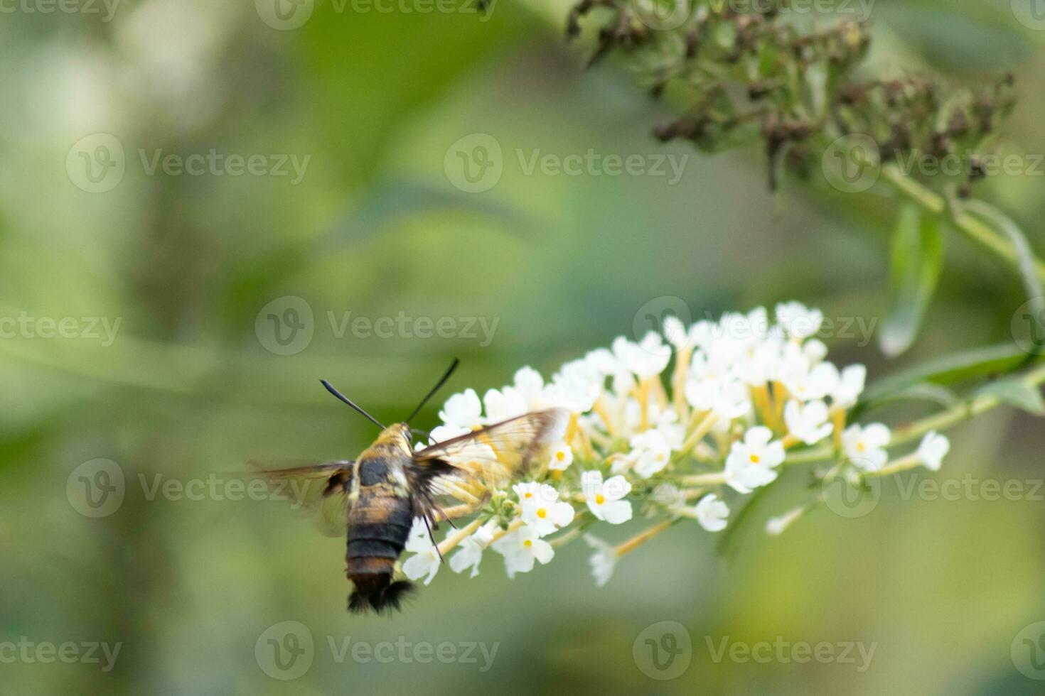 lindo pequeno beija Flor Clearwing traça visitando a borboleta arbusto para alguns néctar. olhando gostar uma lagostim com asas isto minúsculo inseto é uma ótimo polinizador Como ele peneirar através a flor. foto