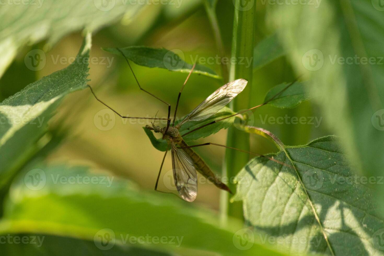 gigante ocidental guindaste mosca estava visto dentro entre alguns verde folhas dentro a madeiras. frequentemente erro Como uma mosquito, mas tem Muito de maior pernas. isto inseto é Além disso maior. Veja a asas pegando a luz solar. foto