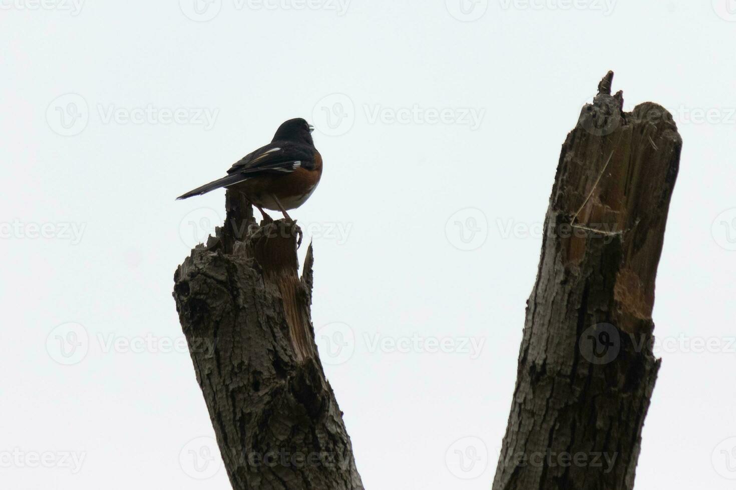 isto Baltimore oriole é empoleirado em isto de madeira postar dentro a campo. dele lindo preto, laranja, e branco corpo em pé Fora contra a branco fundo. isto é uma migratório pássaro. foto