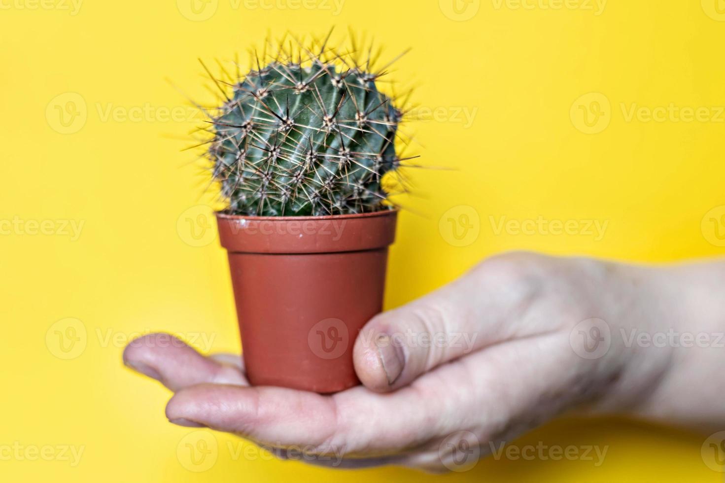 nas mãos de uma mulher, um cacto em um vaso em um fundo amarelo foto