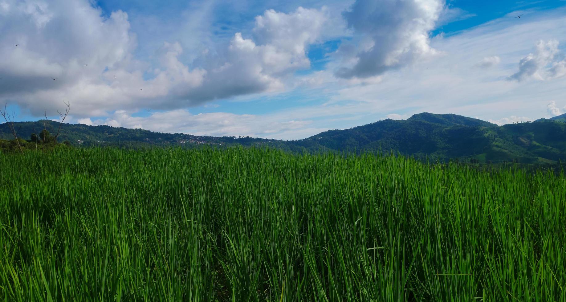 arrozais verdes e céu azul foto